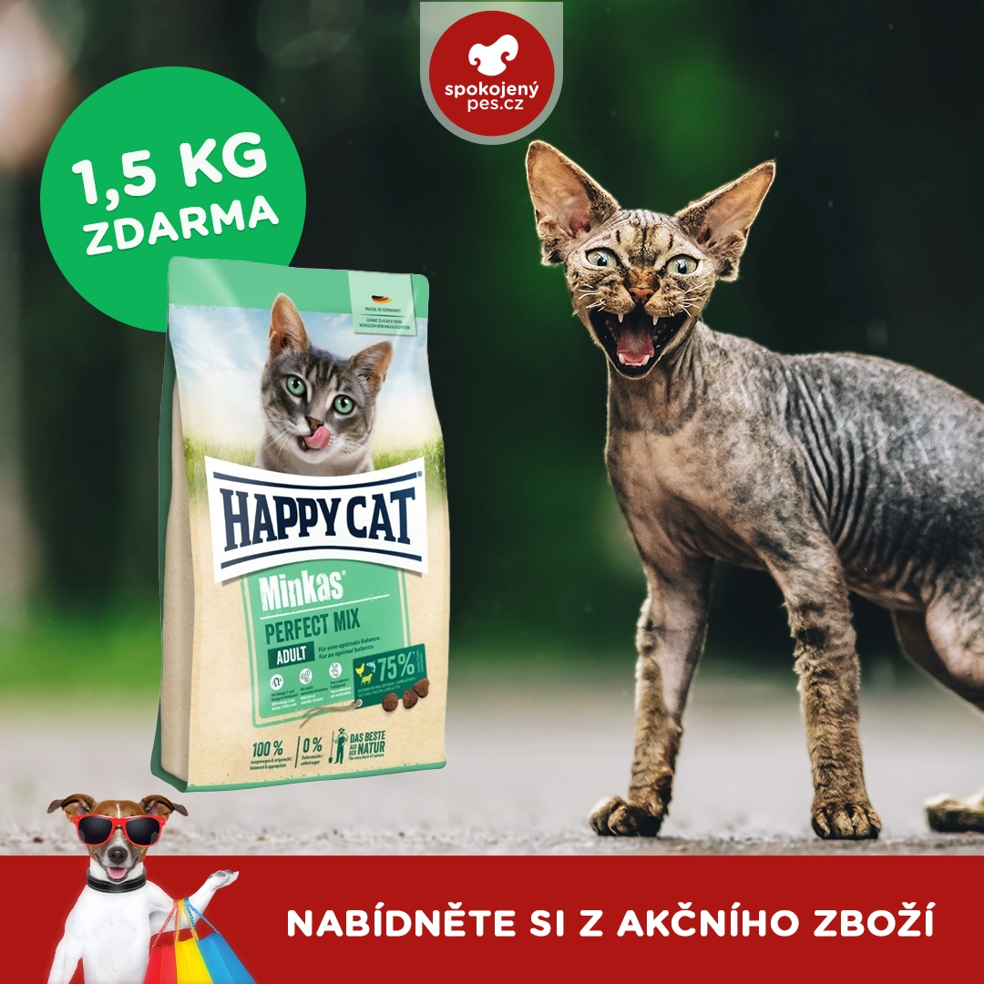 cat happy.webp